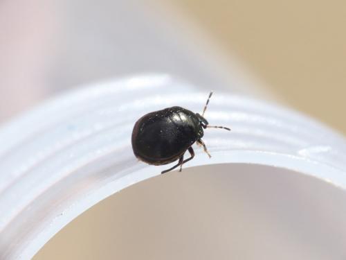 Coptosoma scutellatum